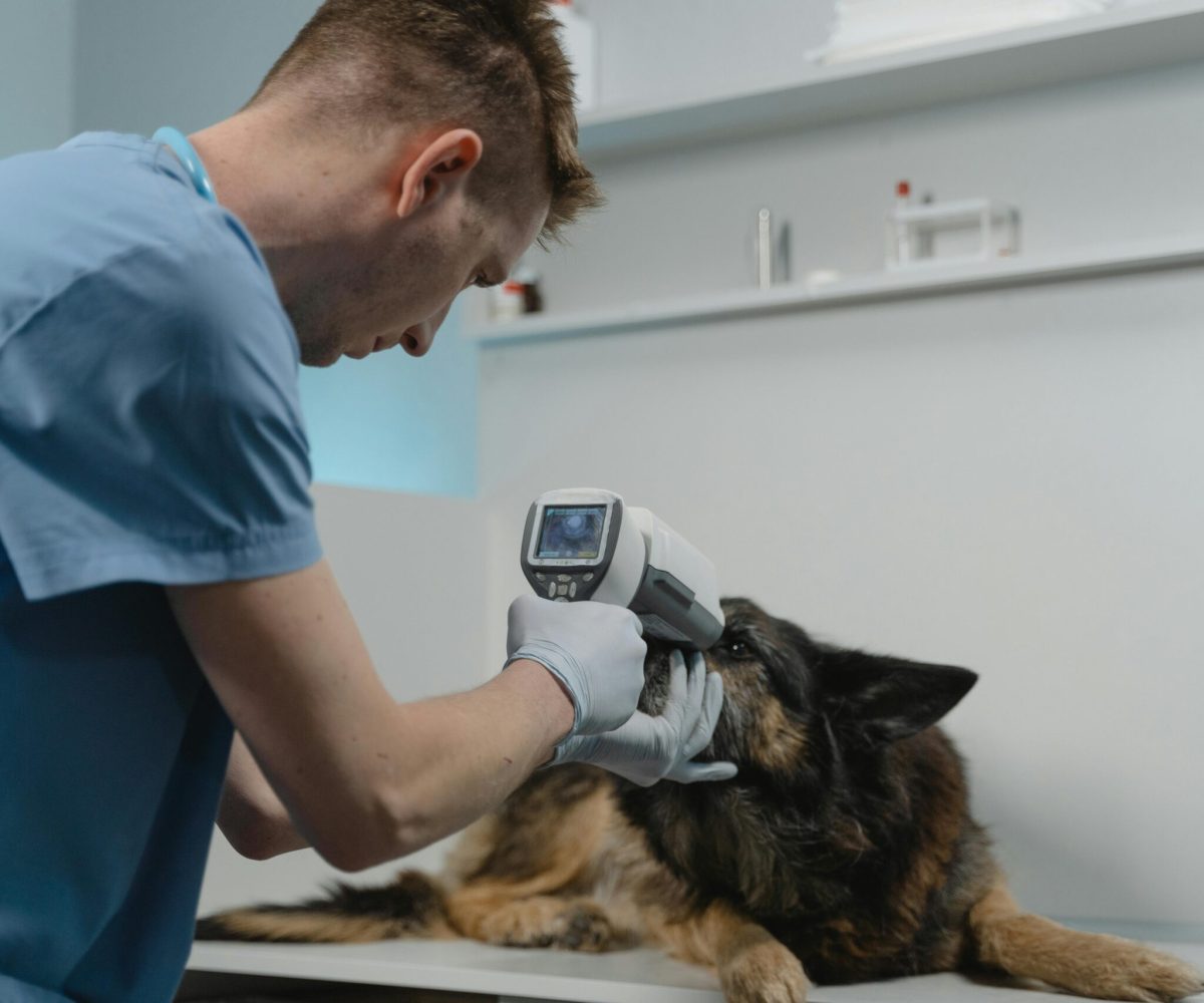 pexels-tima-miroshnichenko-6235240